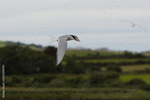 Schilderij op canvas A dynamic wildlife photograph of an Arctic Tern (Sterna paradisaea) captured in mid-flight against an overcast sky