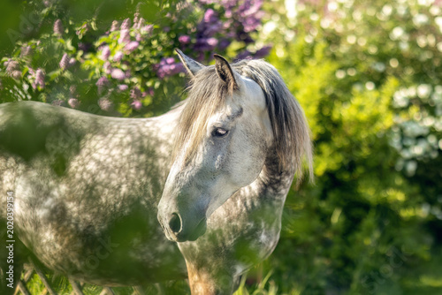 Bilde på lerret Closeup portrait of dapple gray horse with soft sunlight and blooming lilac back