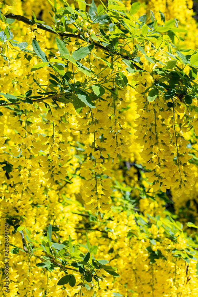 Φωτογραφία Laburnum tree with bright yellow flowers blooming in Spring