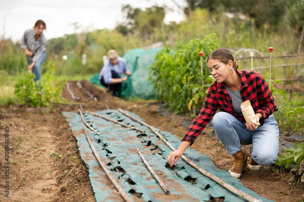 Obraz premium During gardening, girl owner of plantation, participates in planting plants. Woman takes small plant seeds out of paper bag and puts them in plastic bed, puts seeds in holes of covering material