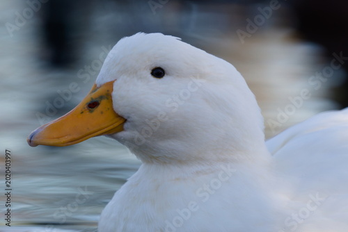 Картината върху платно A crisp, close-up portrait of a white Aylesbury duck floating peacefully on the water