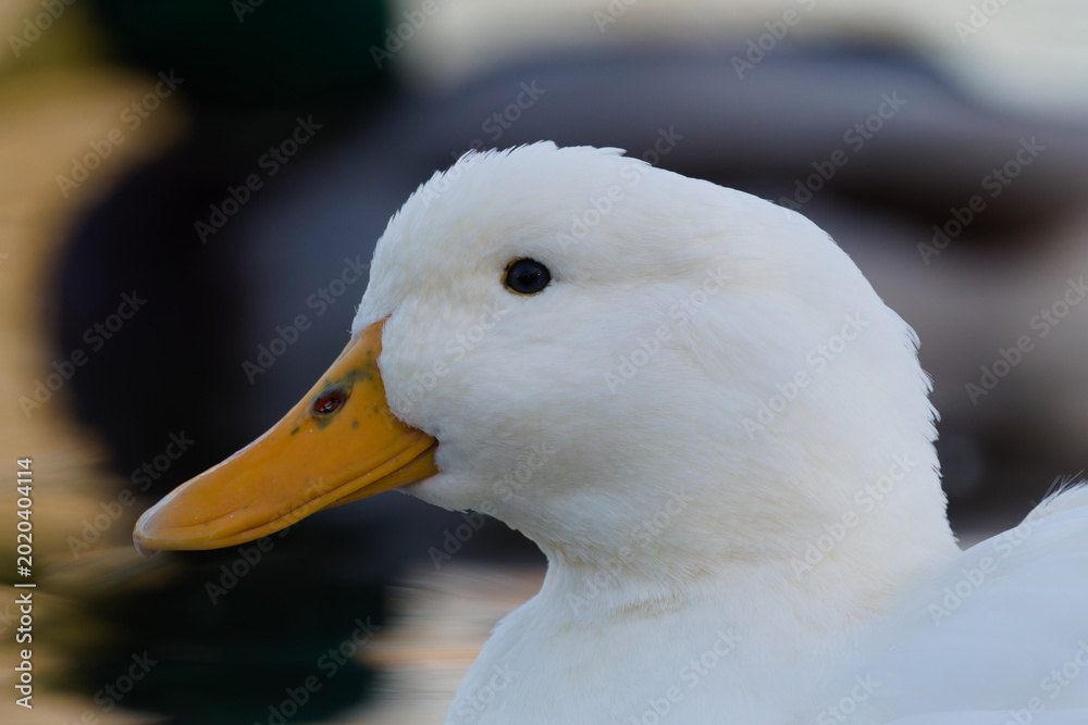 Ταπετσαρία A crisp, close-up portrait of a white Aylesbury duck floating peacefully on the water
