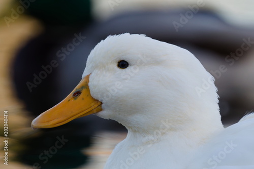 Фотография A crisp, close-up portrait of a white Aylesbury duck floating peacefully on the water