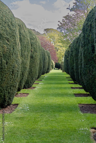 British garden landscape. Beautiful manicured lawns, trimmed hedges and nature.