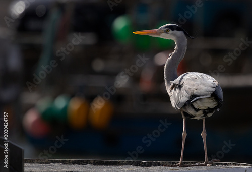 Photos Heron on a Fishing boat, Pittenweem, Scotland