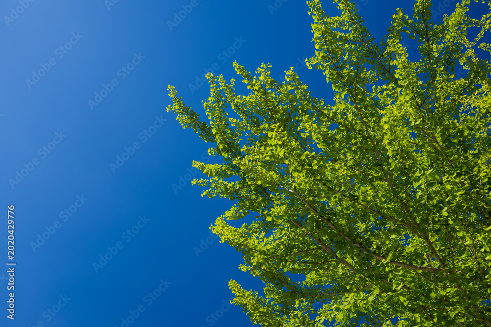 Fototapeta premium Fresh Green Ginkgo Leaves Against Deep Blue Sky