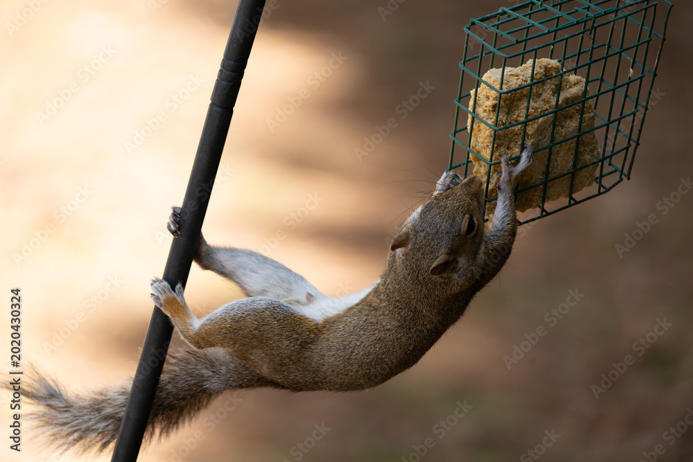 Foto Squirrel raiding a suet feeder.