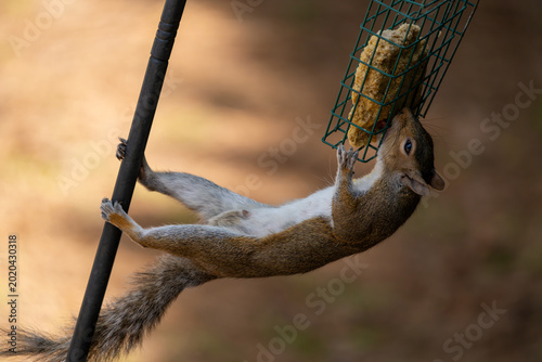 Принти на полотні Squirrel grabbing a suet feeder