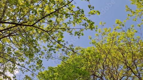Tableau sur toile Vibrant green leaves on tree branches against a bright blue sky background in springtime