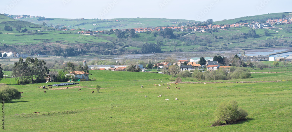 Obraz premium Panoramic Green Countryside with Grazing Horses and Village
