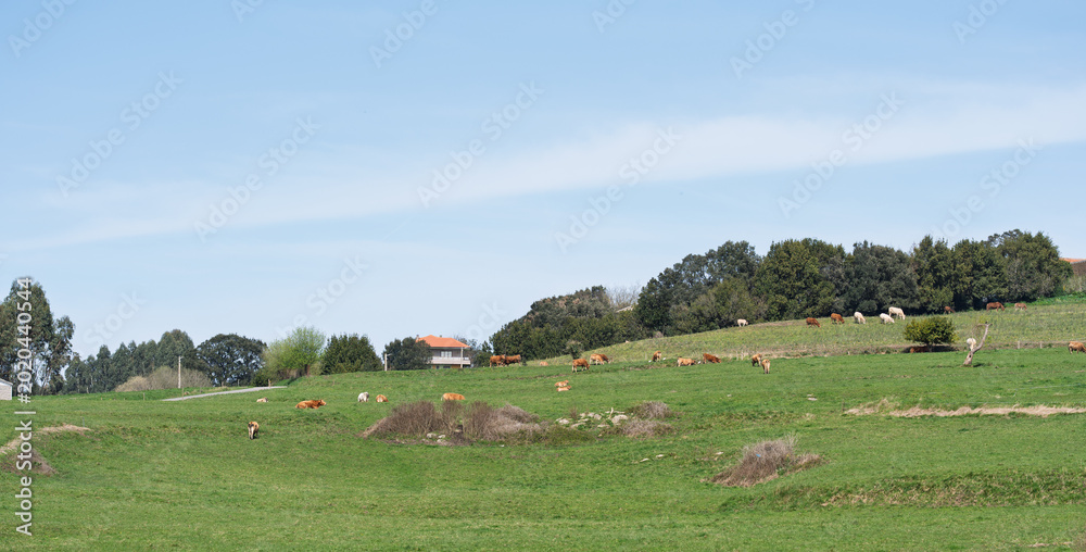 Obraz premium Panoramic Green Hillside with Grazing Cattle and Farmhouse