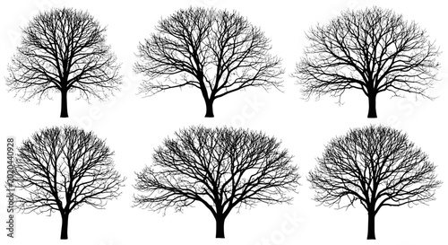 Fotografija Six Bare Winter Trees Silhouettes Collection Isolated on White Background