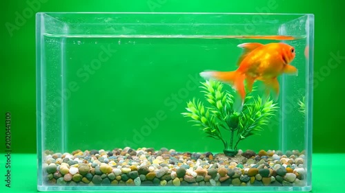 A single goldfish swims in a clear aquarium with green background.