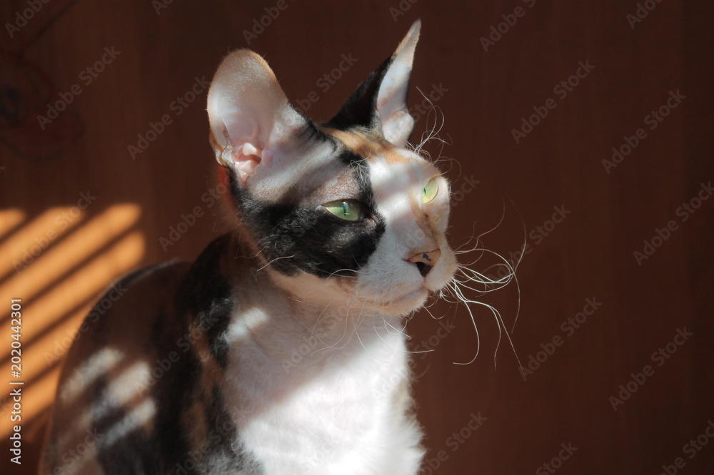 Foto cat on a table
