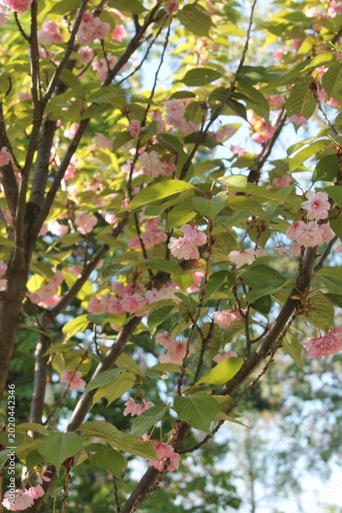 Fototapeta premium pink cherry blossom