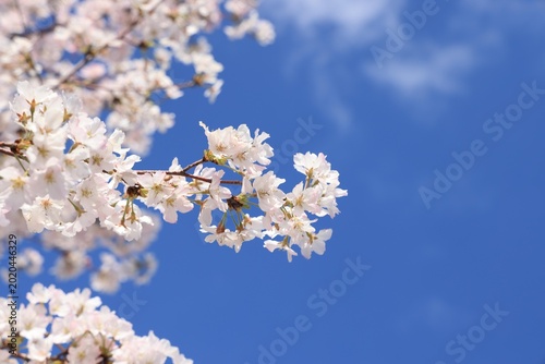 Cherry Blossoms along the Meguro River in JAPAN