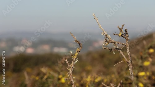 Dry twig swaying in the wind over Cabo da Roca landscapes