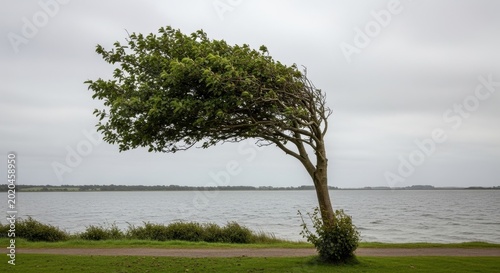 Tree bent by strong wind near a body of water under an overcast sky, showcasing natures resilience.