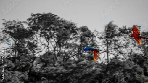 A beleza das cores da arara