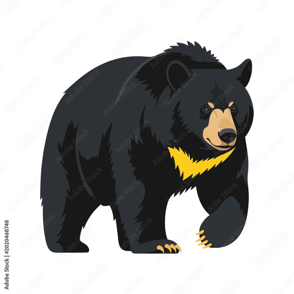Ταπετσαρία Black Bear with Yellow Chest Marking Walking Forward - Vector Illustration