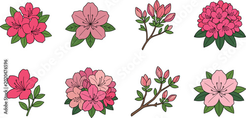 Set of hand drawn pink azalea and rhododendron flower illustrations with green leaves isolated on white background