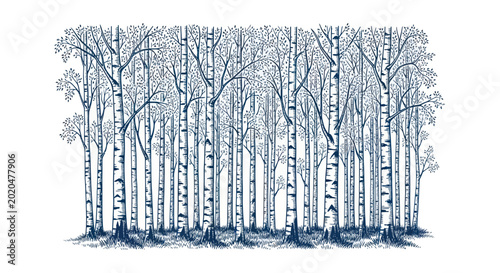 Birch Tree Forest Silhouette, Minimalist Design, Nature Illustration, White Background