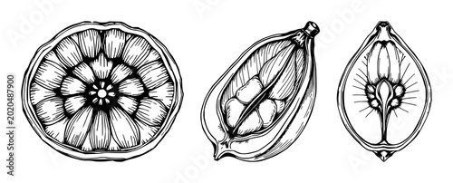 Photos Seed pod cross-section set with hand-drawn scientific illustration featuring bot