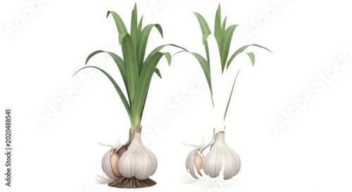 Two garlic bulbs with green shoots, isolated on a white background, ready for culinary use or planting.