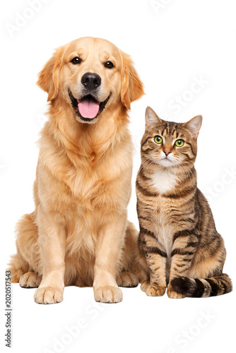 Photography Golden retriever dog and tabby cat sitting together on black png isolated transp