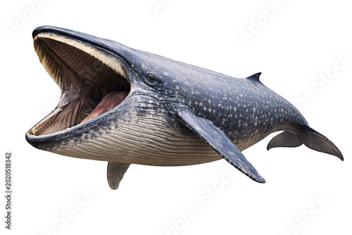 Fotografie Massive blue whale with mouth wide open png transparent isolated on black backgr