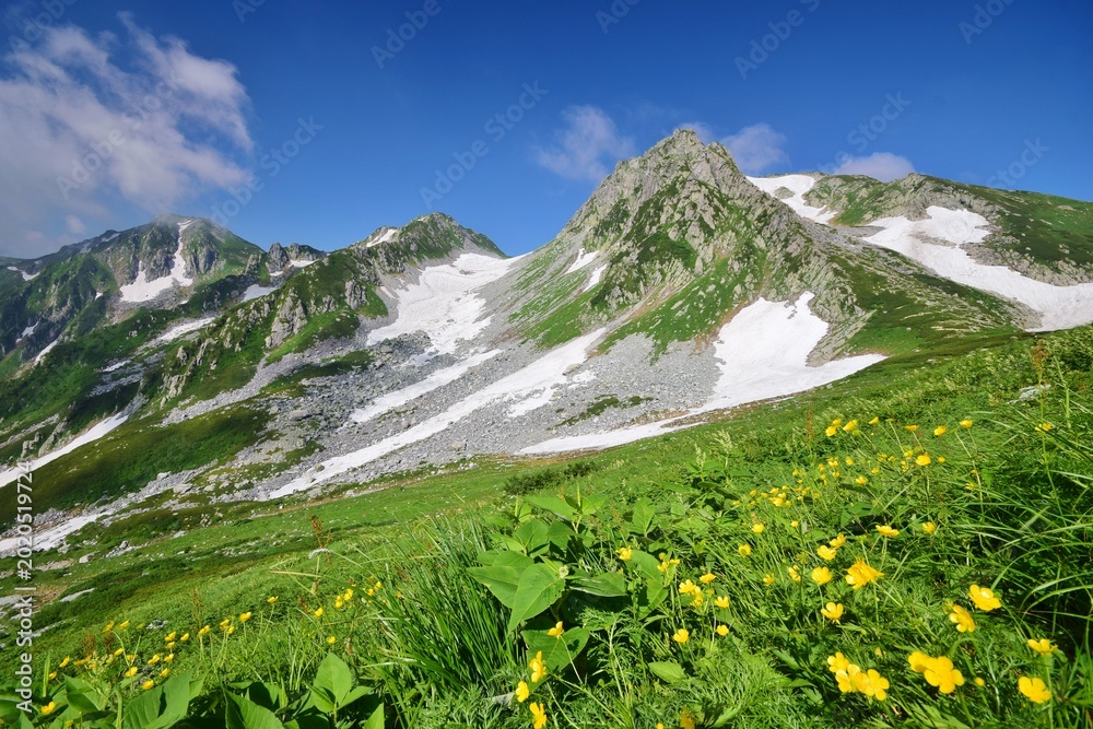 Fototapeta premium 花咲き誇る立山連峰の夏