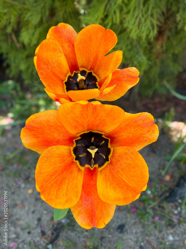 Vibrant Orange Sparaxis Elegans Flowers in South Lake Tahoe Bloom