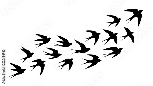 Foto Flying swallow bird silhouette collection with minimalist avian motion vector gr