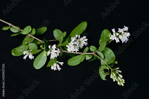 Photos Japanese privet (Ligustrum obtusifolium) flowers