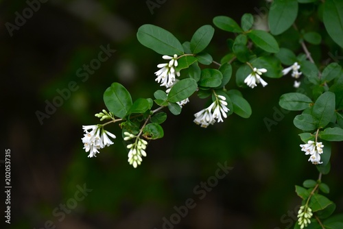 Tableau sur toile Japanese privet (Ligustrum obtusifolium) flowers