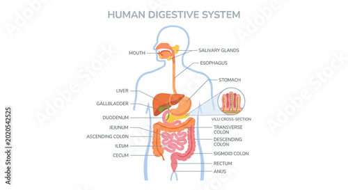 Human Digestive System Anatomy Vector Illustration with Internal Organs