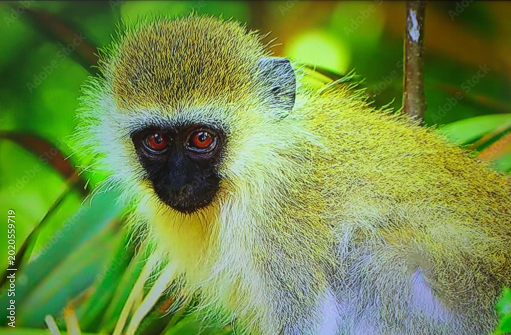 Ταπετσαρία The vervet monkey (Chlorocebus pygerythrus) shows amber irides, a dark muzzle, and golden-olive pelage among foliage, reflecting the species’ alert yet calm disposition in its natural habitat