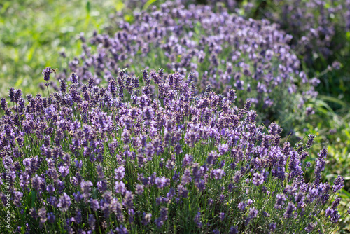 his is a vibrant field of lavender, likely Lavandula angustifolia or a similar variety, characterized by its dense, fragrant purple flower spikes  in Bistrita , Romania 