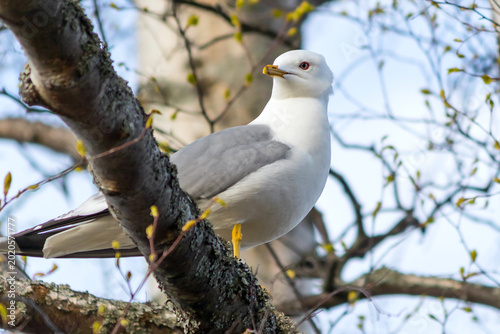 A common gull sits on a tree branch.