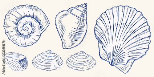 Foto blue seashell sketches collection of marine mollusk drawings