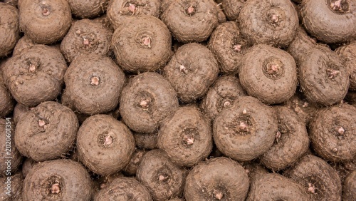 Konjac Roots Vegetable Background. Roots Vegetable Background. Generative Ai