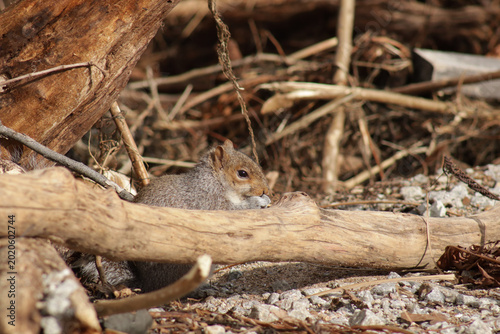 Canvastavla Squirrel on the ground behind a branch, looks like it is nibbling on something