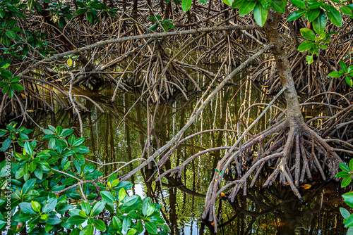 mangrove tree roots that grow above sea water. Mangroves function as plants that are able