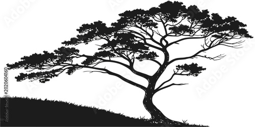 Schilderij op canvas Silhouette of a lone pine tree on a grassy hill with silhouette landscape evergr