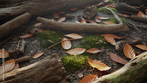 Autumn forest floor with fallen leaves and driftwood