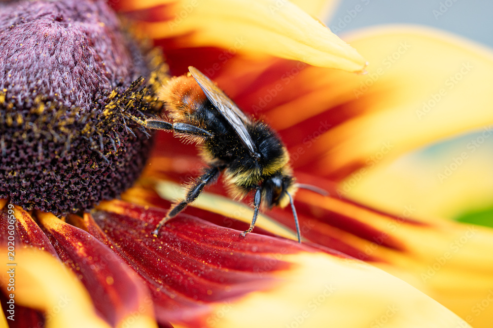 Fototapeta premium Bumblebee with furry legs covered in pollen climbs down from blooming Rudbeckia flower after collecting sweet nectar, bumblebee (bombus terrestris) sitting and harvesting pollinating on garden flower.