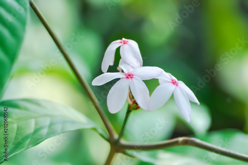 фотографія Kopsia fruticosa Kerr A DC ,Kopsia fruticosa Roxb A DC or APOCYNACEAE or pink fl