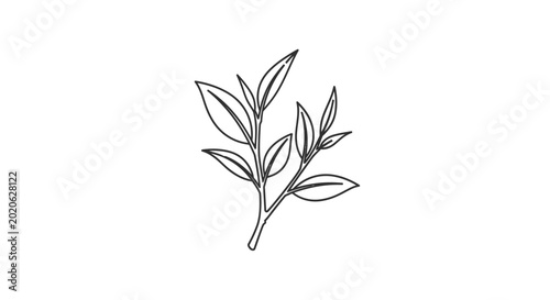 Minimalist single line drawing of a tea plant branch with leaves on white background