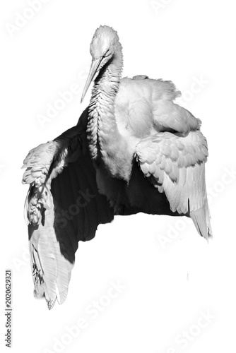 Photos heron transparent