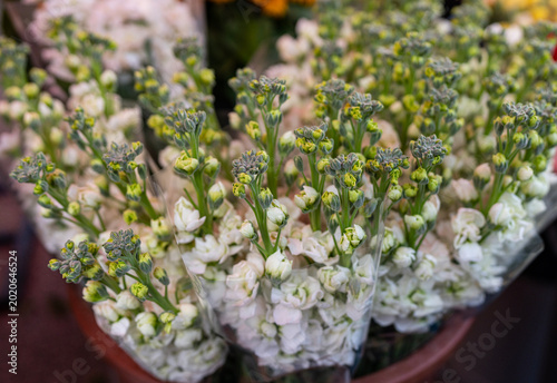 White Stock Flowers Bouquet Close Up at Flower Market